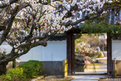 梅林寺 梅