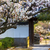 梅林寺 梅