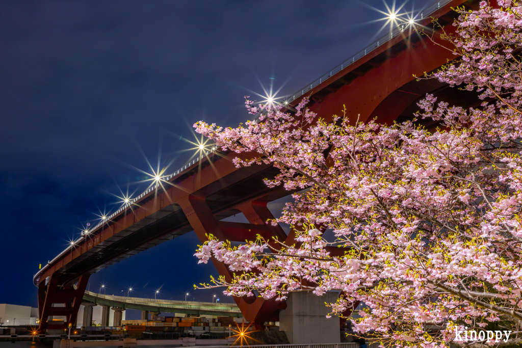 灘浜公園 河津桜 夜景 2