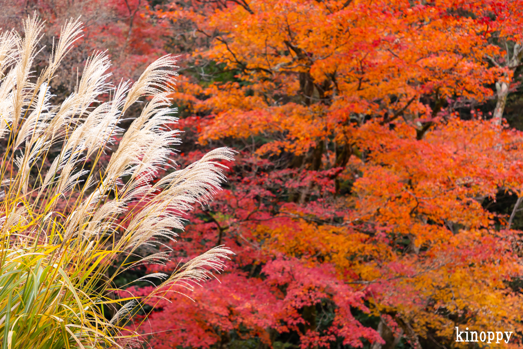 詩仙堂 紅葉 8