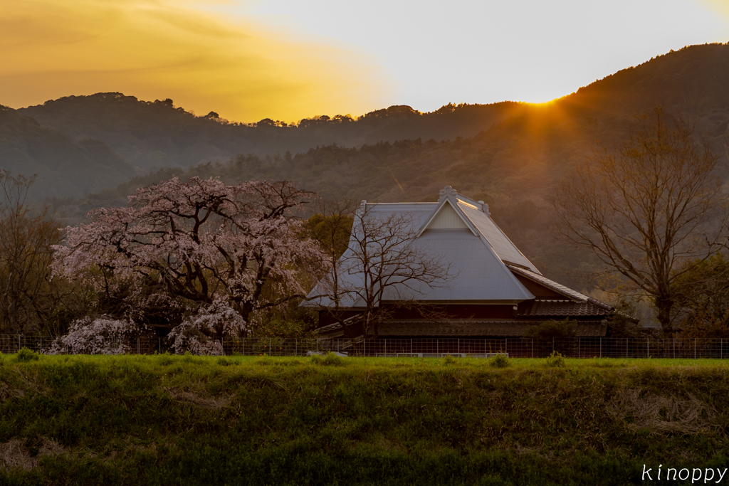 宝珠寺 ヒメシダレザクラ