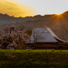 宝珠寺 ヒメシダレザクラ