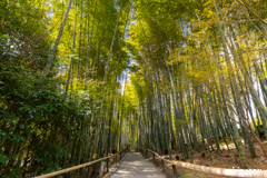 高台寺 竹林