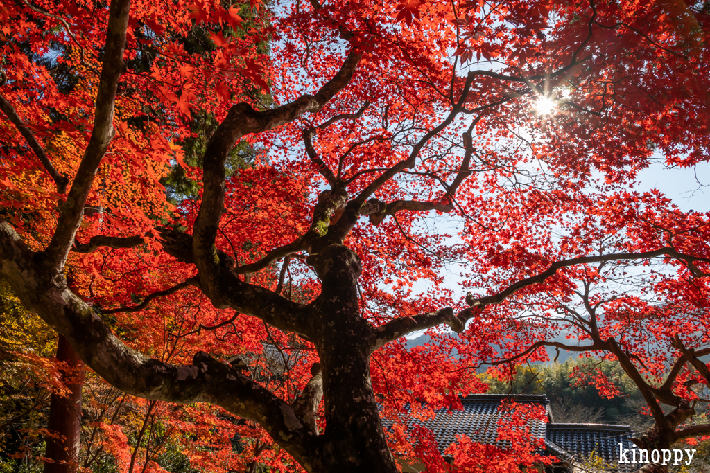 大国寺 紅葉 3