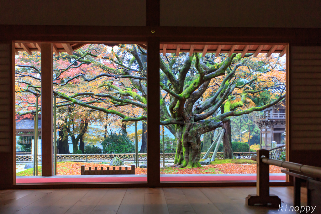 雷山千如寺大悲王院 落葉 ２