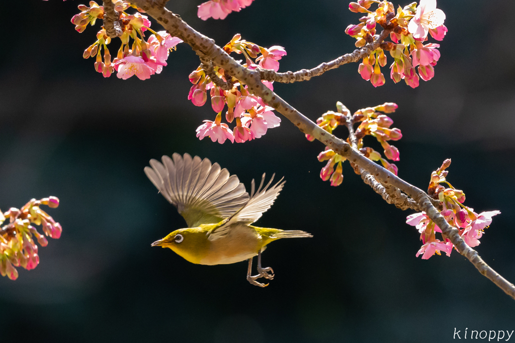 白野江植物公園 河津桜 メジロ 7