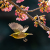 白野江植物公園 河津桜 メジロ 7