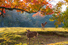 奈良公園 4