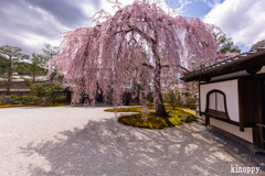 高台寺 しだれ桜 3