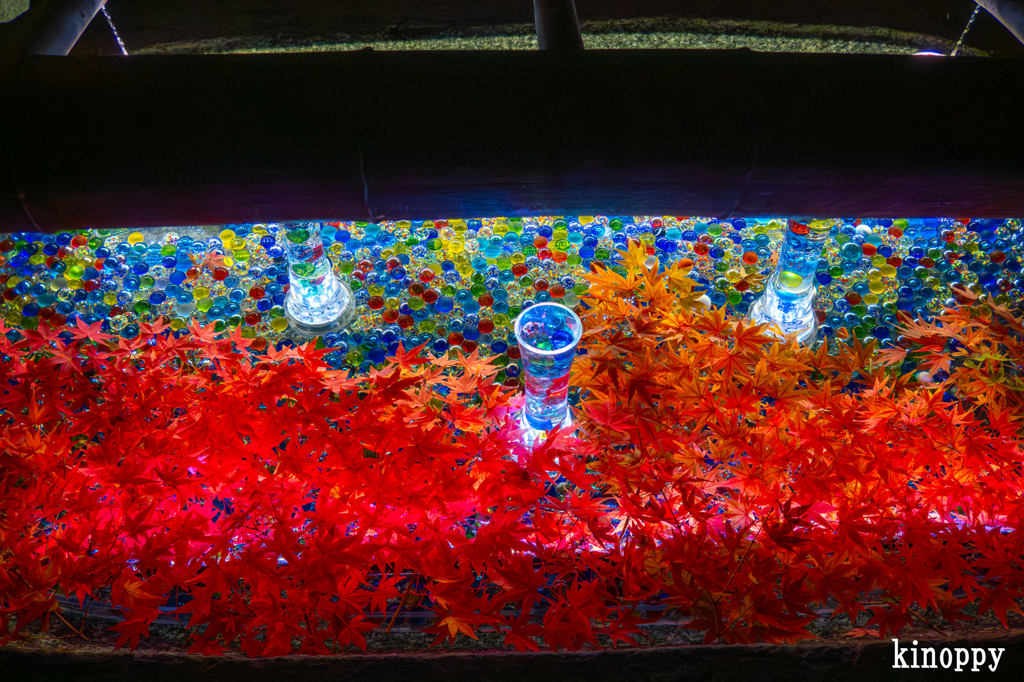 岡寺紅葉ライトアップ 7