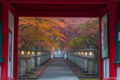 高山寺 紅葉 2
