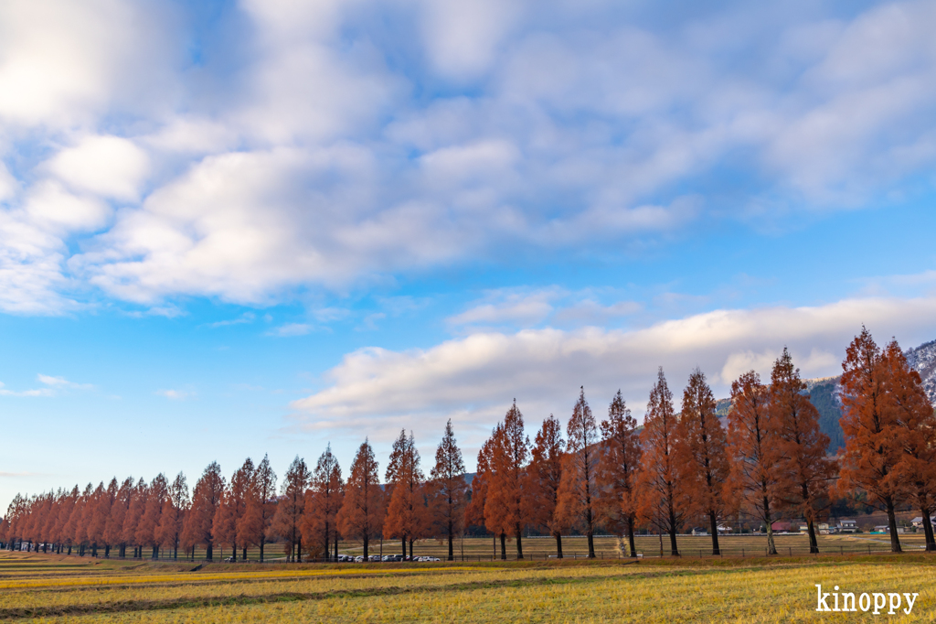 メタセコイヤ並木 7