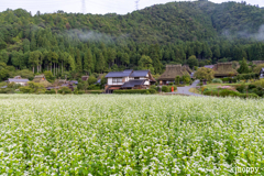 かやぶきの里 そば畑 2