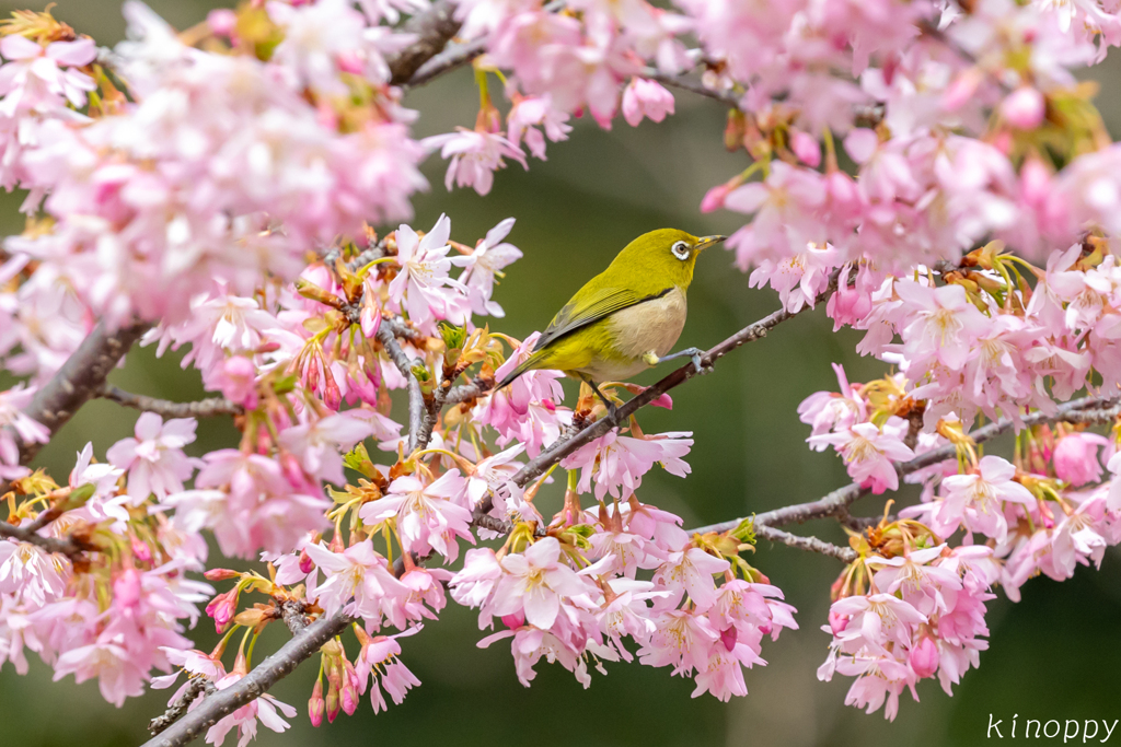 白山旗桜  メジロ 3