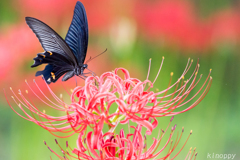 七ツ森古墳  彼岸花 ２