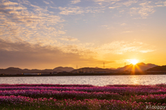 水巻町コスモス 夕景