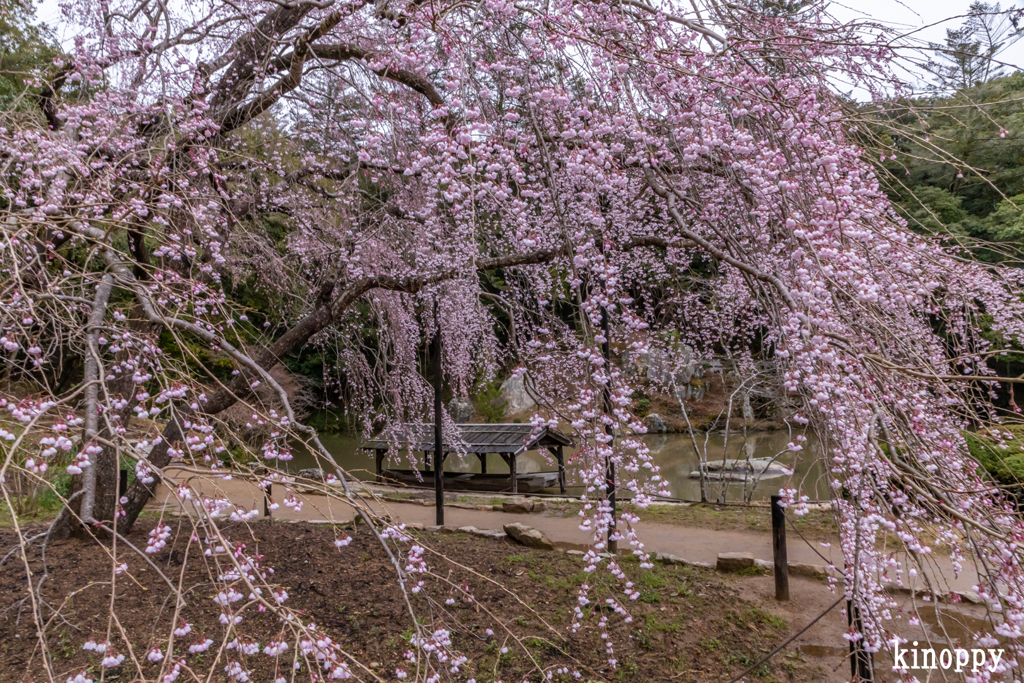 曹源寺 しだれ桜 3