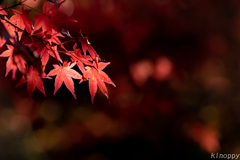 呑山観音寺 紅葉 7