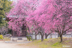 御厨神社 梅林