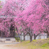 御厨神社 梅林