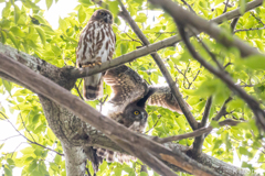 アオバズク 親鳥と雛鳥