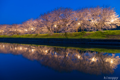 流川桜並木 ライトアップ