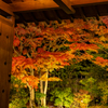 姫路城 好古園 紅葉 ライトアップ 5