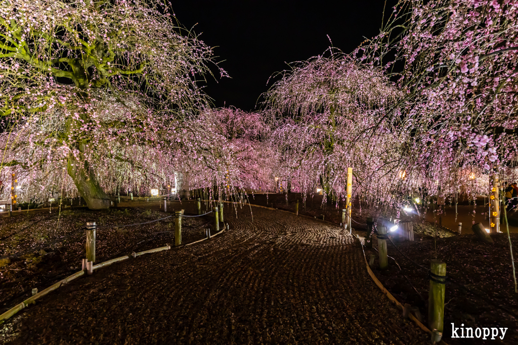 鈴鹿の森庭園 ライトアップ 3