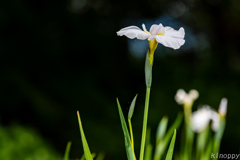 佐賀大和花しょうぶ園 4