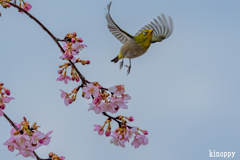 河津桜 メジロ 6