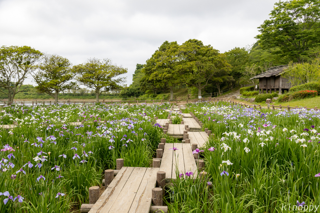 宮地嶽神社 菖蒲苑 2