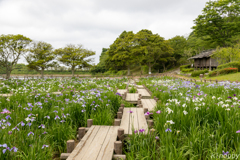 宮地嶽神社 菖蒲苑 2