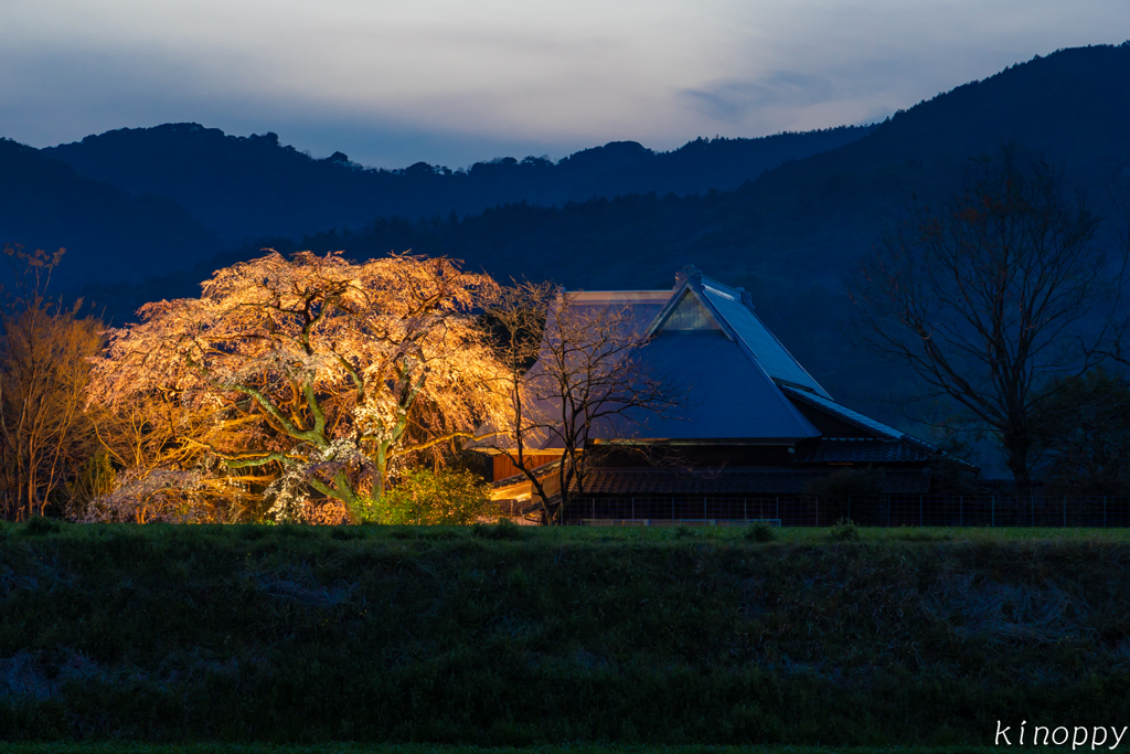 宝珠寺 ヒメシダレザクラ 2