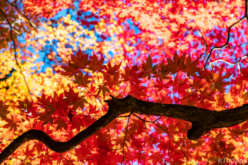 大国寺 紅葉 4