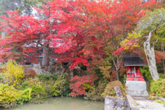 大国寺 紅葉 4