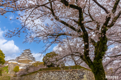 姫路城 桜 4
