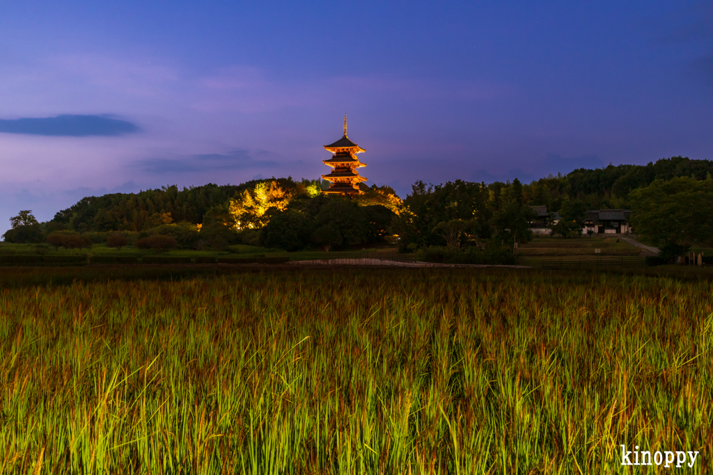 備中国分寺 赤米 3
