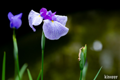 梅宮大社 菖蒲 3