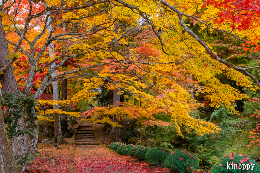 龍穏寺 紅葉