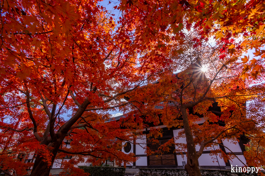 東福寺 紅葉 3