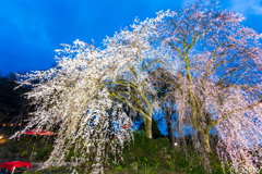 法華原華庭園 身延桜 ライトアップ