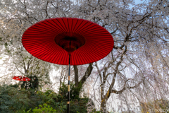 法華原 大しだれ桜 2