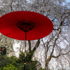 法華原 大しだれ桜 2