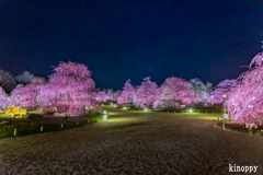 鈴鹿の森庭園 ライトアップ 7