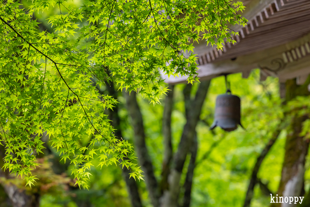高源寺 新緑 7