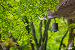 高源寺 新緑 7
