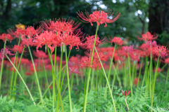 七ツ森古墳 彼岸花 6