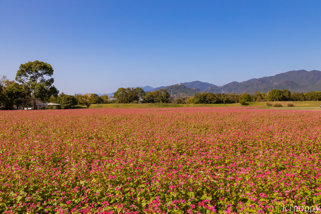 吉野ヶ里歴史公園 赤蕎麦