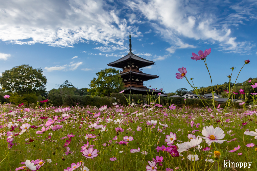 法起寺 コスモス