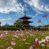 法起寺 コスモス
